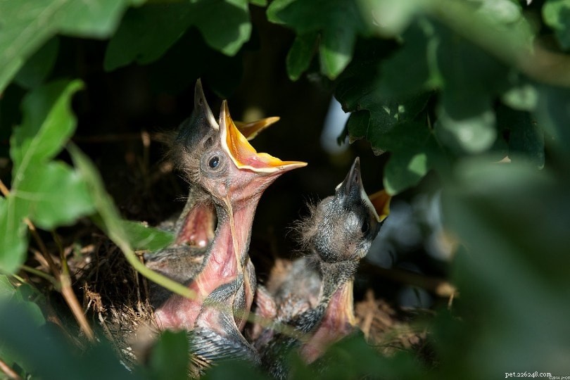 Decoding Avian Communication: How Birds Talk to One Another