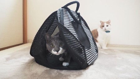 4 Proven Ways to Safely and Calmly Get Your Cat into a Carrier