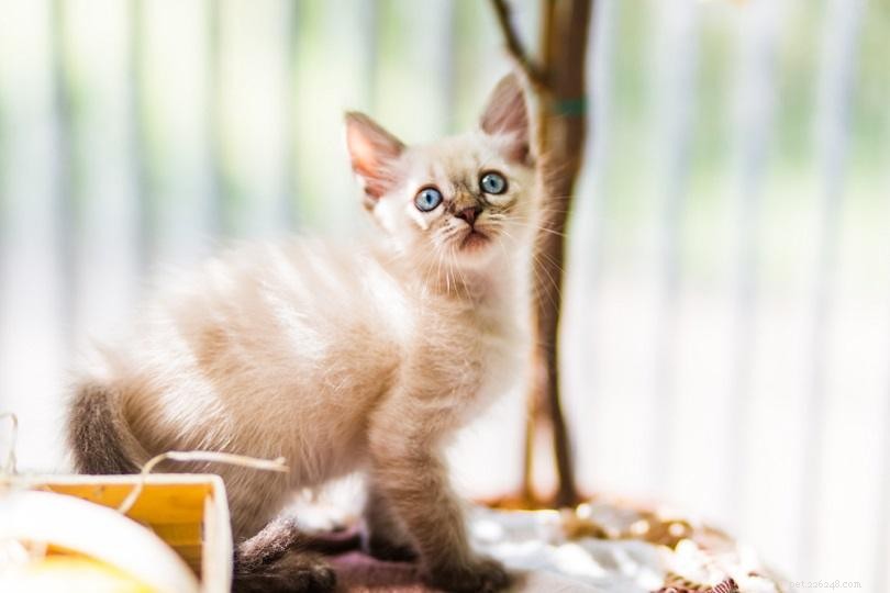 How Cats Remember Their Mothers – A Science-Backed Look