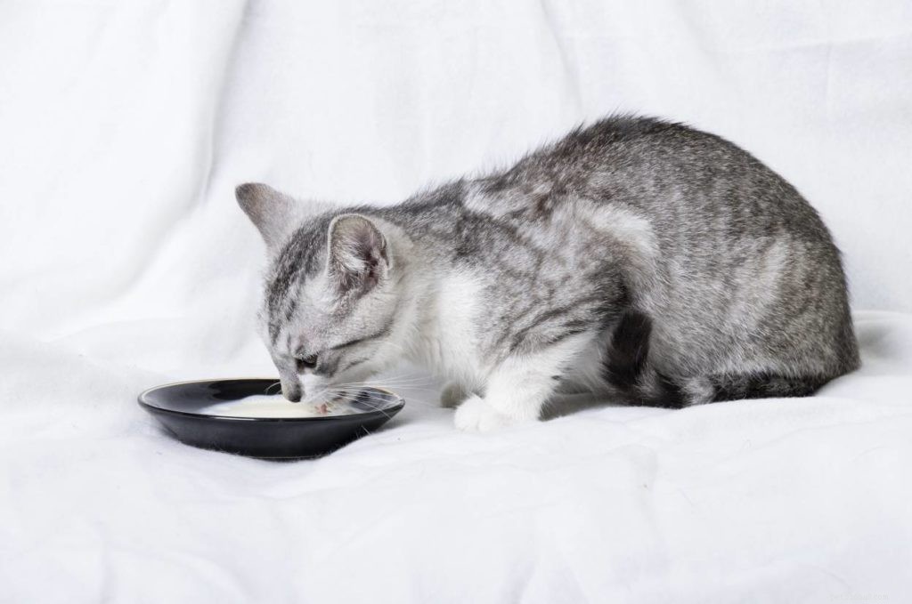 Debunking the 18 Most Common Cat Myths: What You Need to Know