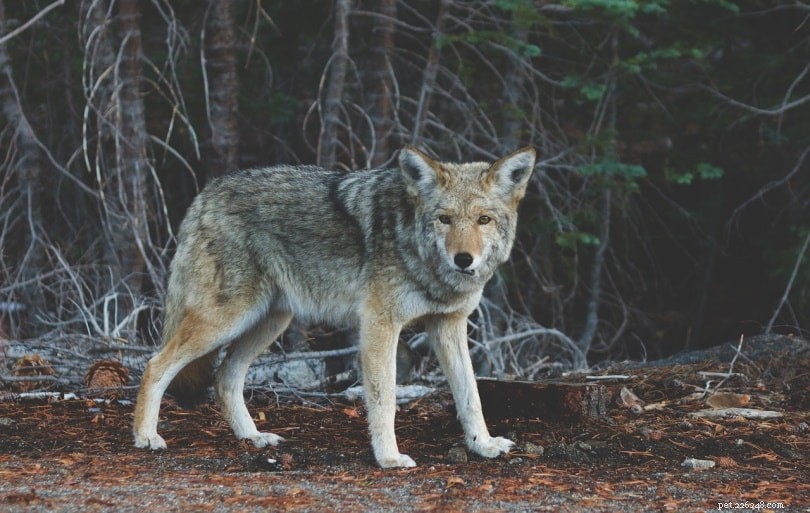 Can Coyotes Be Good Pets? Understanding Domestication, Legality & Care