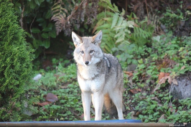 Can Coyotes Be Good Pets? Understanding Domestication, Legality & Care