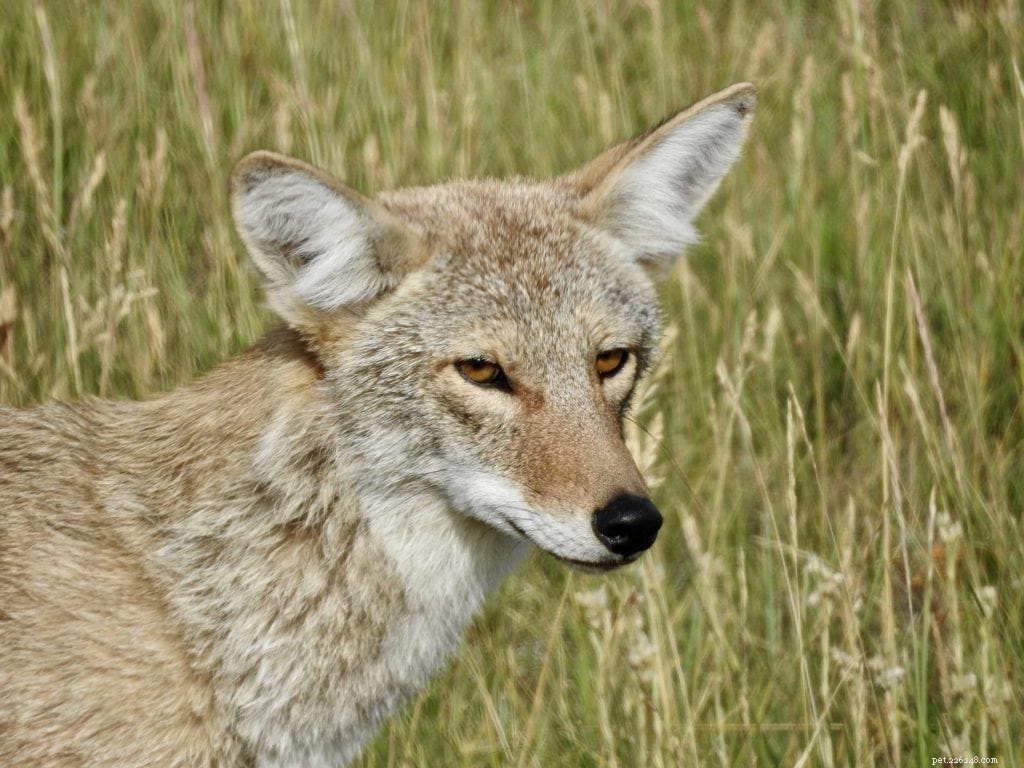 Can Coyotes Be Good Pets? Understanding Domestication, Legality & Care