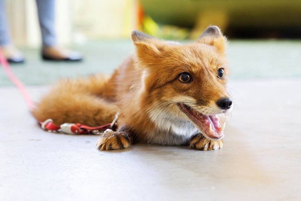 12 Wild Animals Turning into Pets – Why This Trend Is a Conservation Concern