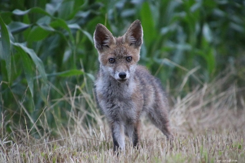 12 Wild Animals Turning into Pets – Why This Trend Is a Conservation Concern