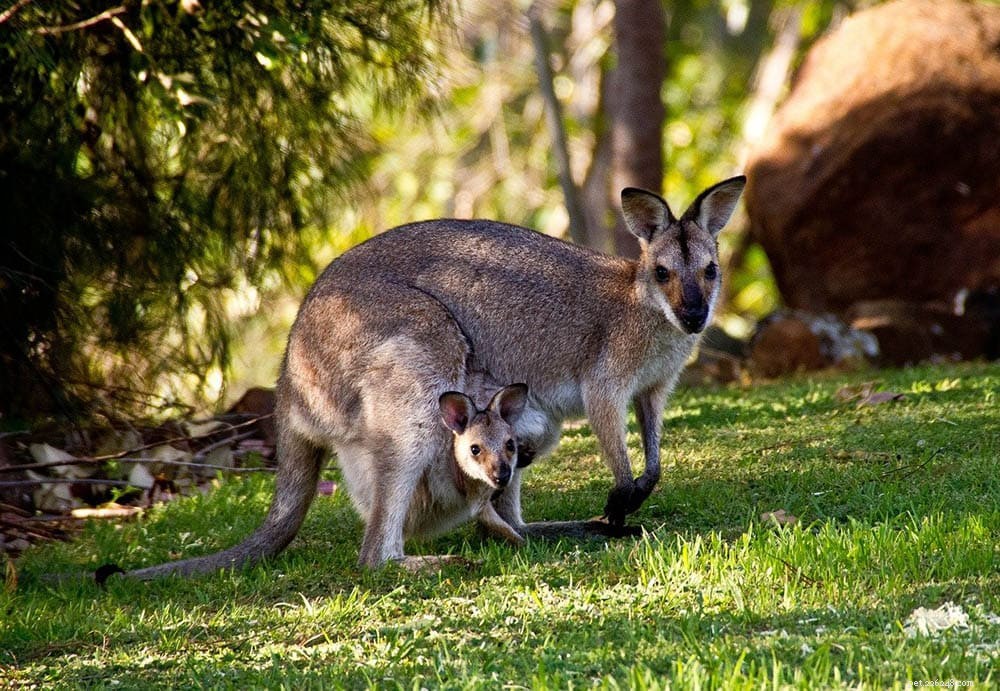 12 Wild Animals Turning into Pets – Why This Trend Is a Conservation Concern