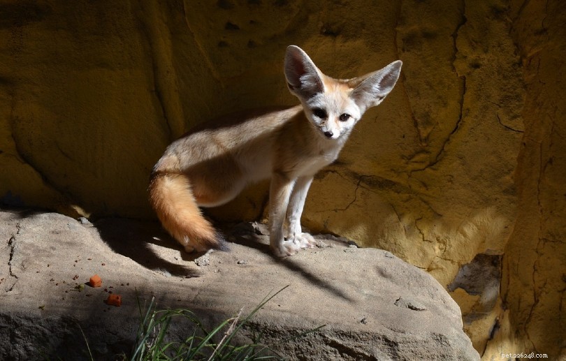 12 Wild Animals Turning into Pets – Why This Trend Is a Conservation Concern