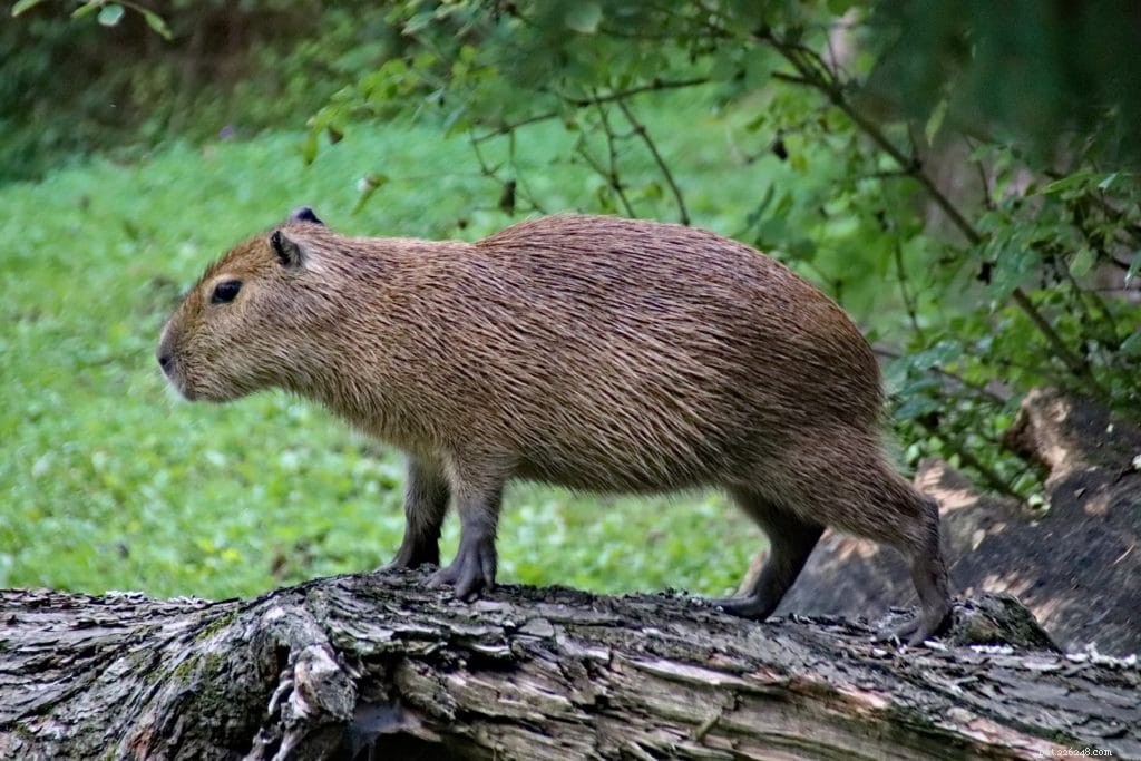 12 Wild Animals Turning into Pets – Why This Trend Is a Conservation Concern