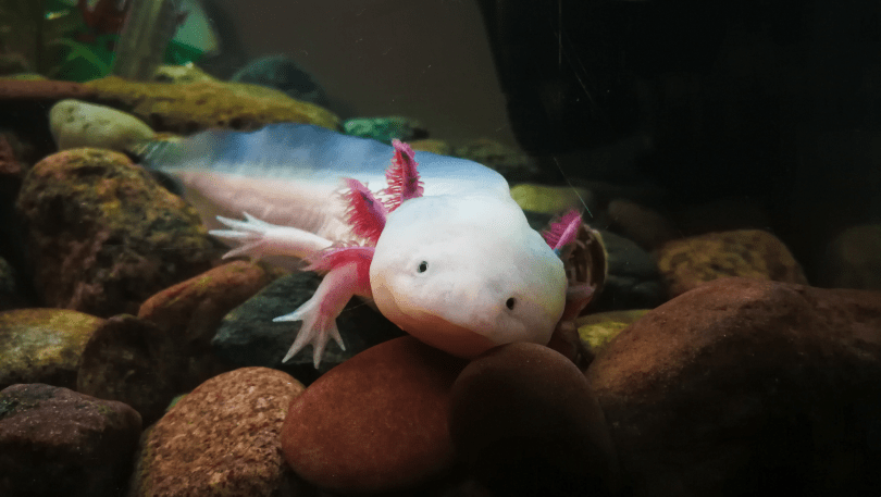 12 Wild Animals Turning into Pets – Why This Trend Is a Conservation Concern