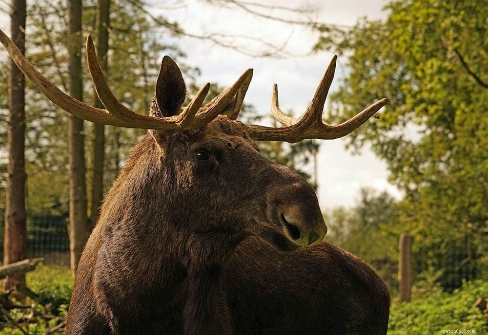 12 Wild Animals Turning into Pets – Why This Trend Is a Conservation Concern