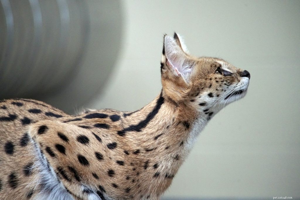 12 Wild Animals Turning into Pets – Why This Trend Is a Conservation Concern