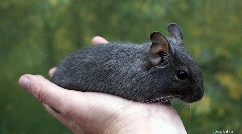 12 Wild Animals Turning into Pets – Why This Trend Is a Conservation Concern