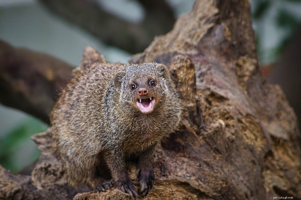 12 Wild Animals Turning into Pets – Why This Trend Is a Conservation Concern