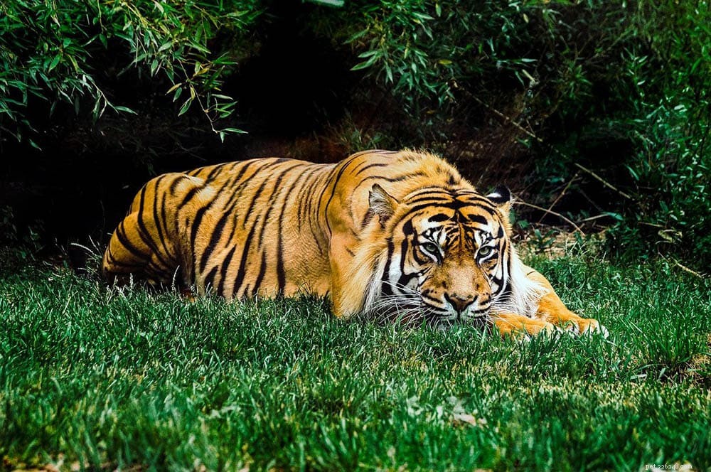 12 Wild Animals Turning into Pets – Why This Trend Is a Conservation Concern