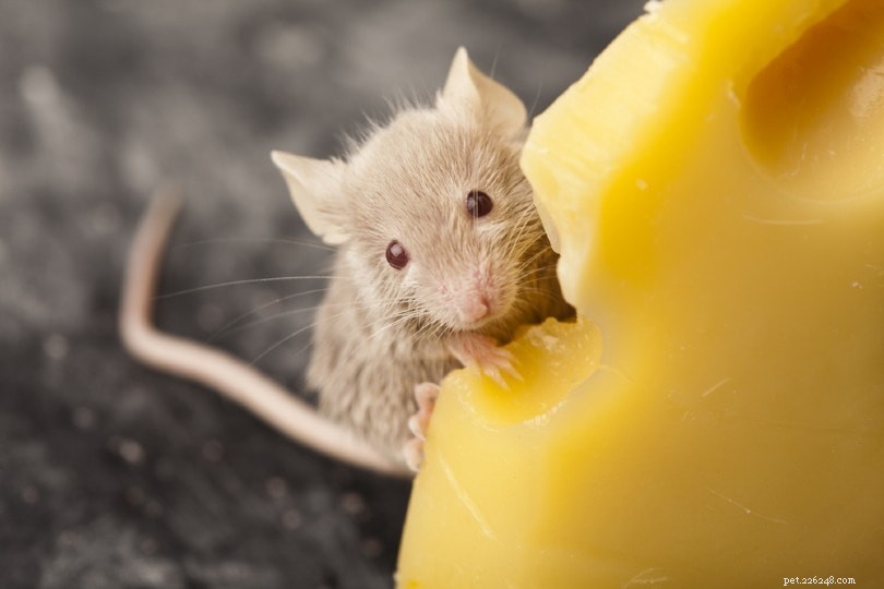 Can Rats Eat Cat Food? Expert Nutrition Guide