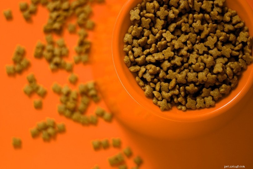 Can Rats Eat Cat Food? Expert Nutrition Guide