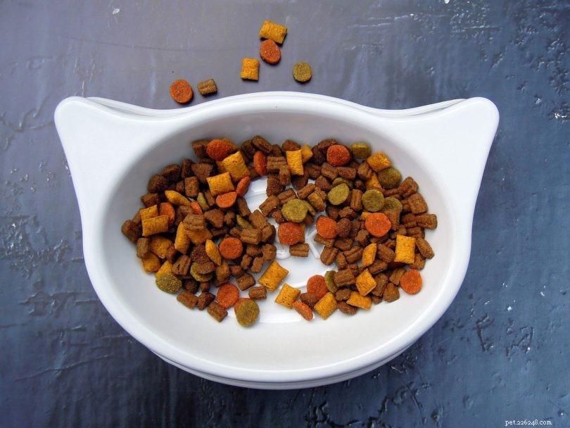 Can Rats Eat Cat Food? Expert Nutrition Guide