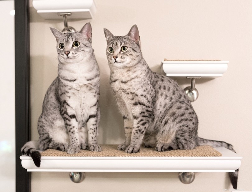 Are Cats the Ideal Companion? Exploring the Benefits and Drawbacks of Cat Ownership