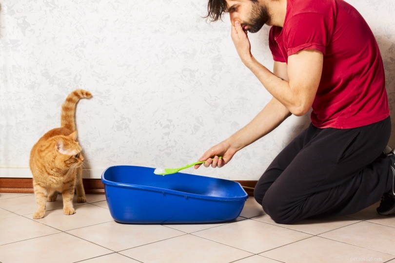 Are Cats the Ideal Companion? Exploring the Benefits and Drawbacks of Cat Ownership