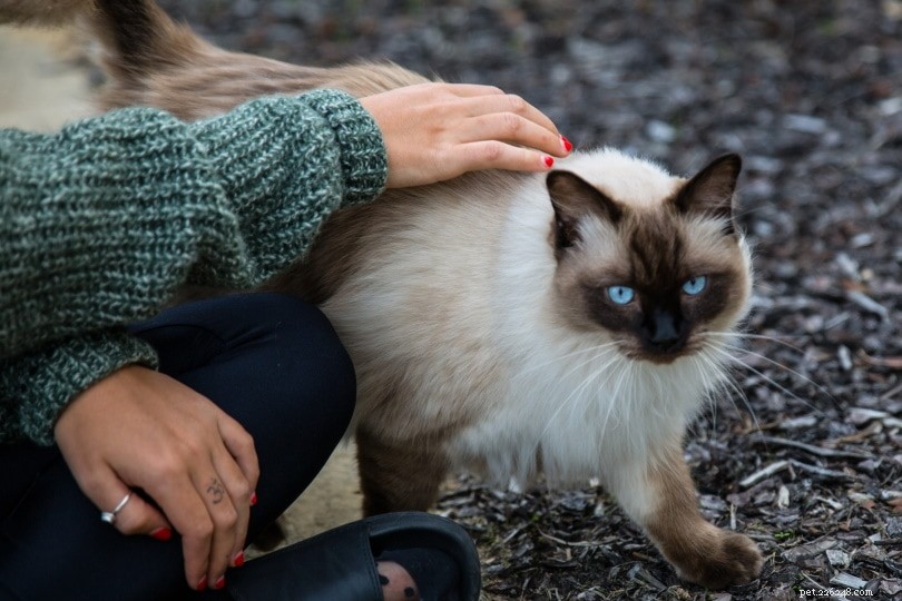 Decoding Cat Communication: How Felines Speak to One Another