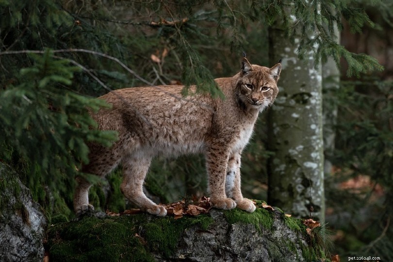 Are Bobcats Suitable Pets? Expert Insights & Essential Considerations