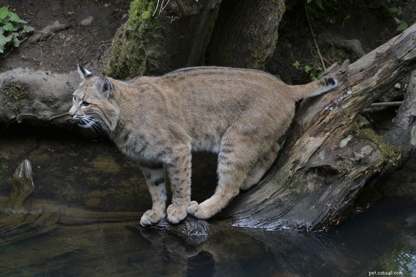 Are Bobcats Suitable Pets? Expert Insights & Essential Considerations