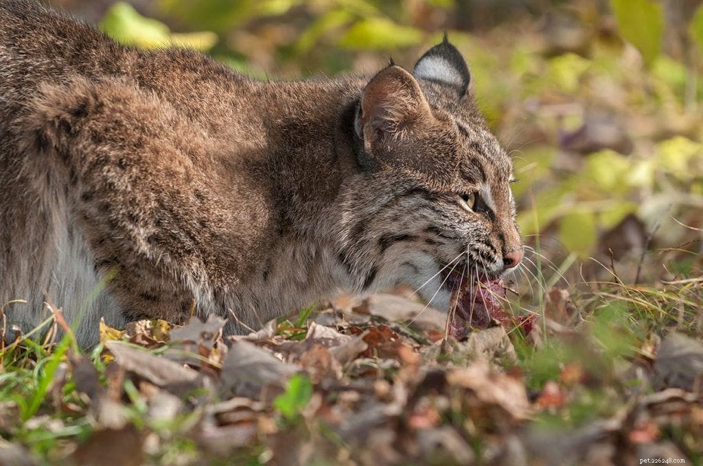 Are Bobcats Suitable Pets? Expert Insights & Essential Considerations