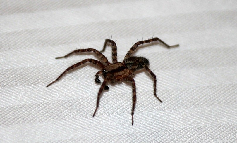 Inside Spider Communication: How They Locate and Talk to One Another