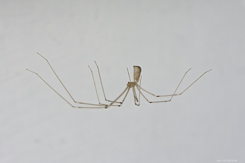 Inside Spider Communication: How They Locate and Talk to One Another