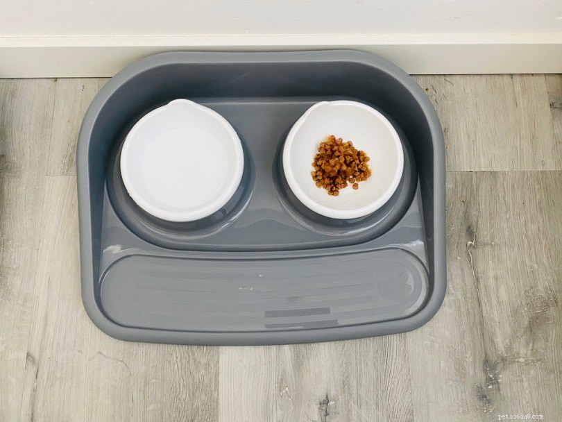 10 Proven Ways to Keep Ants Away From Your Cat’s Outdoor Food