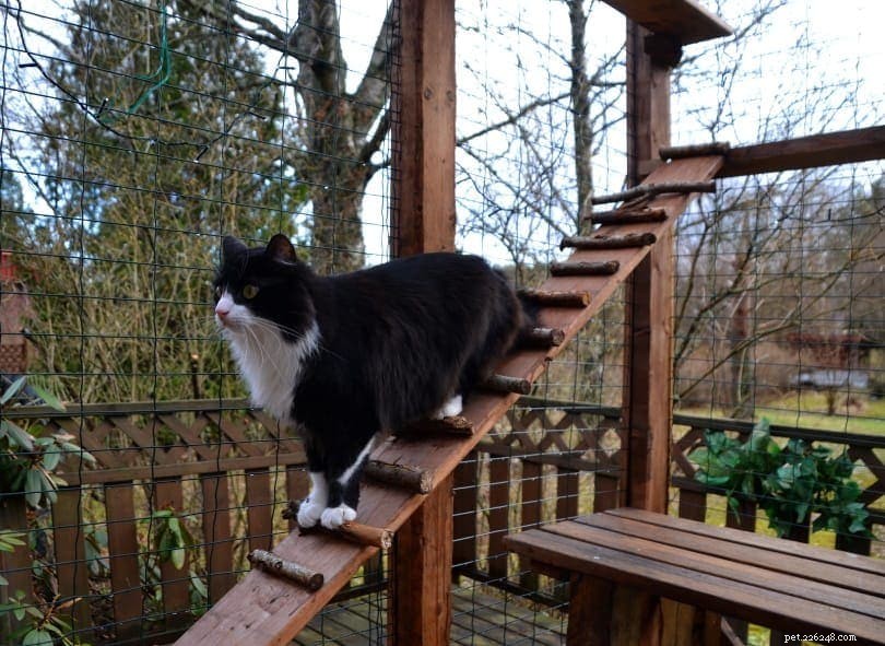 Keep Your Cat Safe from Coyotes: Expert Tips to Protect Your Feline Companion
