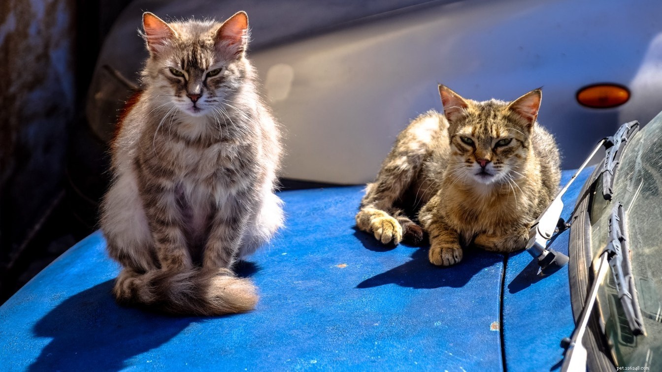 Prevent Cats from Damaging Your Vehicle: 6 Expert-Approved Solutions