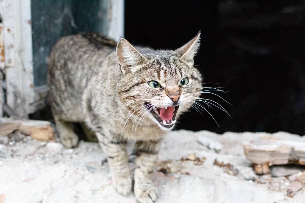 10 Proven Ways to Earn Your Cat s Love