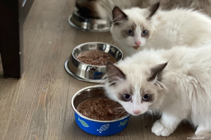 10 Proven Ways to Earn Your Cat s Love