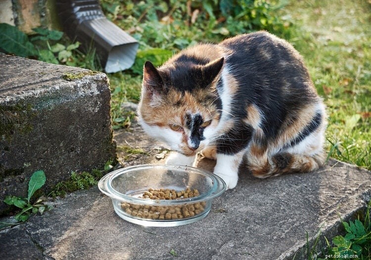 10 Proven Steps to Quickly Locate Your Lost Cat