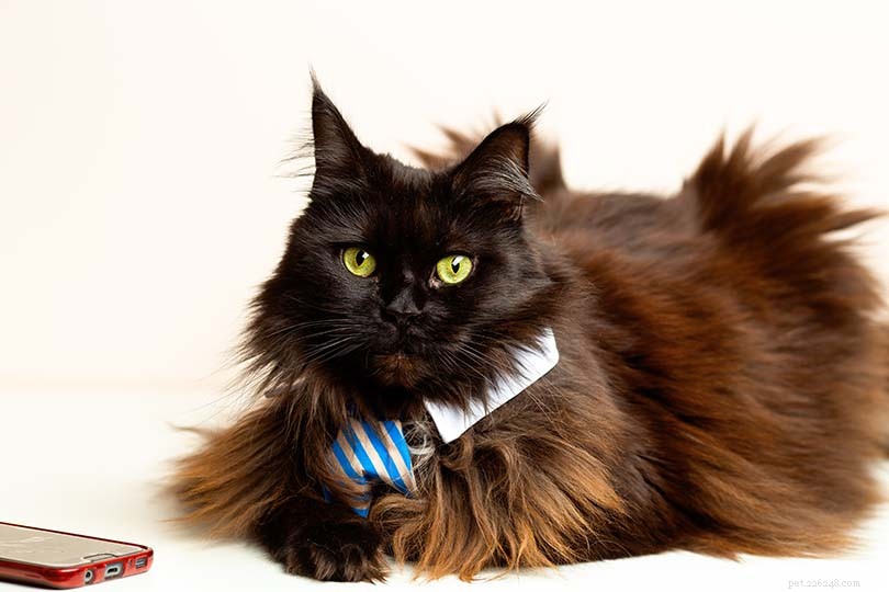 Why Does My Black Cat’s Coat Turn Brown? Common Causes Explained