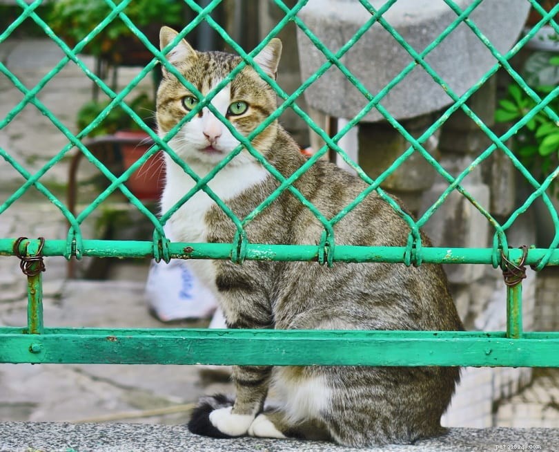 10 Proven Steps to Quickly Locate Your Lost Cat