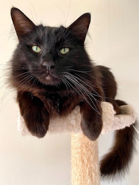 Why Does My Black Cat’s Coat Turn Brown? Common Causes Explained