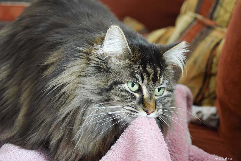 Understanding Why Cats Suckle: 5 Key Reasons and What It Means for You