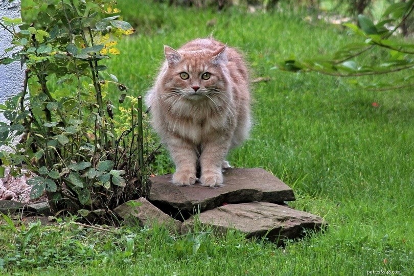 Effective, Humane Ways to Keep Stray Cats Out of Your Home