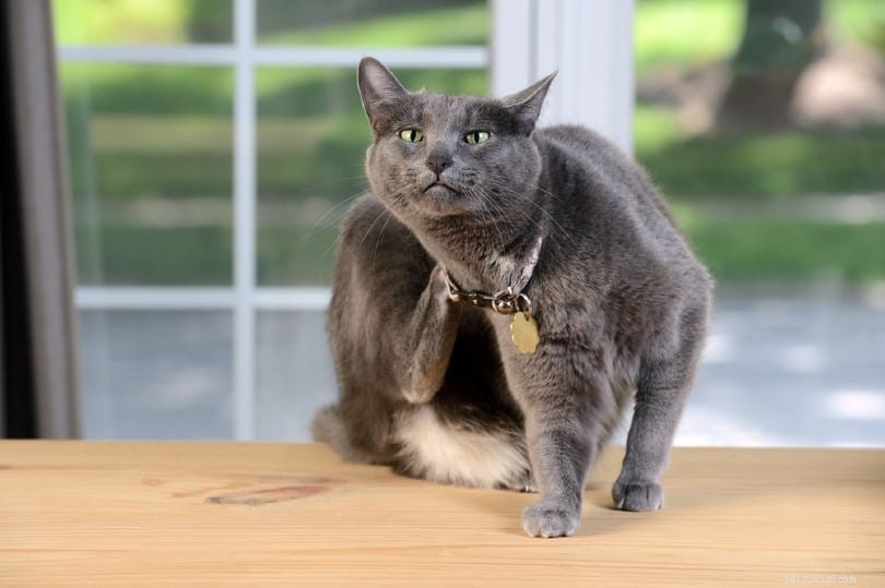 6 Safe, Chemical‑Free Home Remedies to Eliminate Fleas from Cats