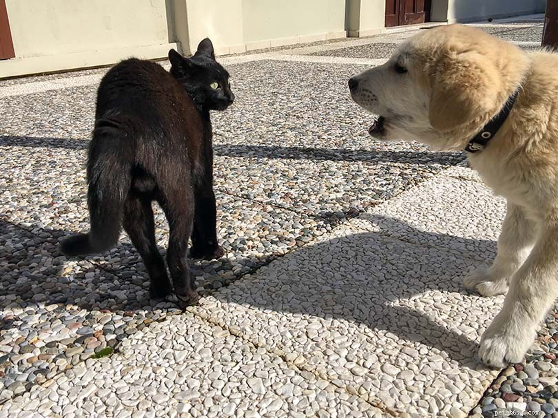 Effective, Humane Ways to Keep Stray Cats Out of Your Home