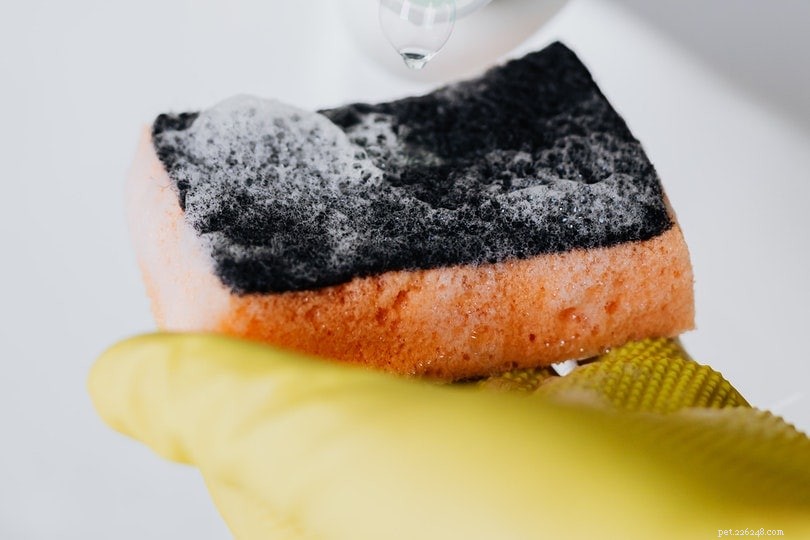 6 Safe, Chemical‑Free Home Remedies to Eliminate Fleas from Cats