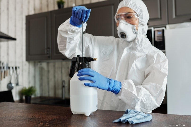 Stop Cats From Scratching Your Furniture: A Natural Vinegar Repellent Solution