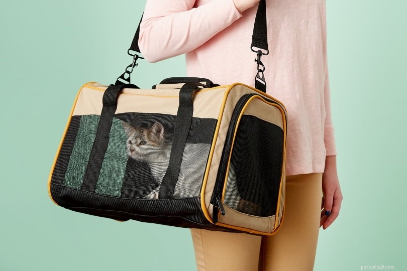 Traveling with Your Cat: 10 Essential Tips for a Safe & Stress‑Free Journey