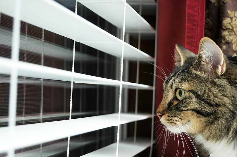 7 Proven Strategies to Keep Your Cat Entertained While You’re Away