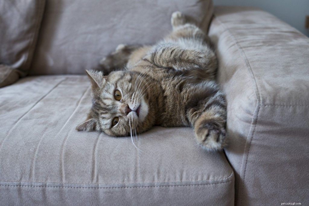Effective Cat Training: Positive Discipline Techniques for a Happier Home