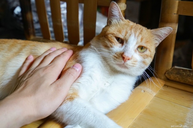Effective Cat Training: Positive Discipline Techniques for a Happier Home