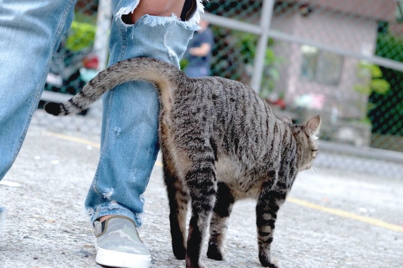 Effective Cat Training: Positive Discipline Techniques for a Happier Home
