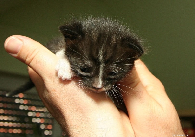 Identify Your Cat’s Gender Quickly – A Clear Guide with Images